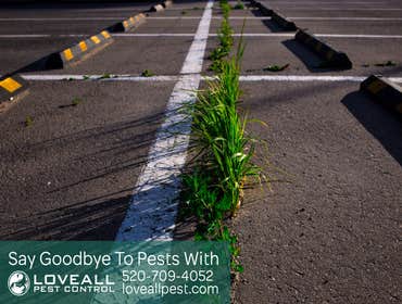 Termite-Pest Control Termite-Pest Control Service