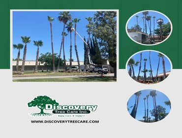 Photos by Discovery Tree Care, Inc #12