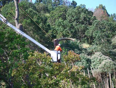Photos from P & J Tree Service Inc Large tree removed