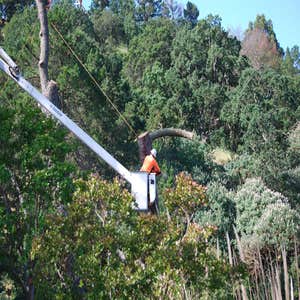 Photos from P & J Tree Service Inc Large tree removed
