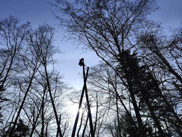 Photos by Elite Tree Care #1
