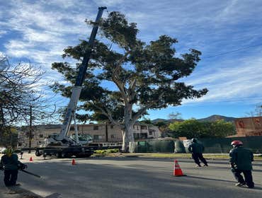 Photos by California Green Tree Care #1