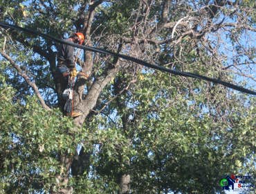 Photos by Estates Tree Service #1