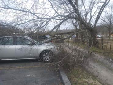 Photos by Valdez Tree Service LLC #3
