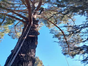 Photos by Pro M Tree Service #37