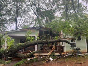 Before Fallen Tree