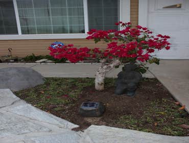 Asian inspired yard design