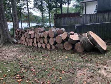 Photos by Carlos Tree Service #6