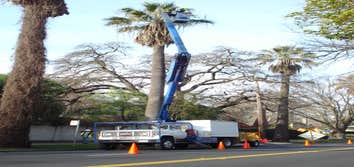 A Better Tree Service Photos Stump grinding, Pruning, Emergency tree service and Consulting.