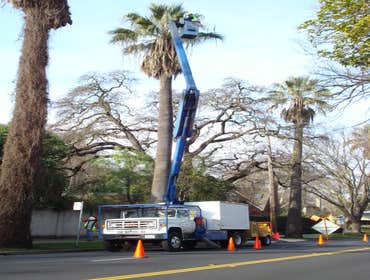 A Better Tree Service Photos Stump grinding, Pruning, Emergency tree service and Consulting.