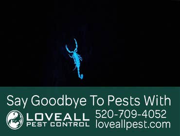 Termite-Pest Control Termite-Pest Control Service