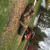 Log removal