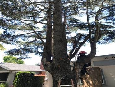 Photos by Encinal Tree Service Inc #19