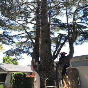 Photos by Encinal Tree Service Inc #19