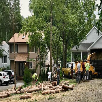 Photos by Carlos Tree Service #1