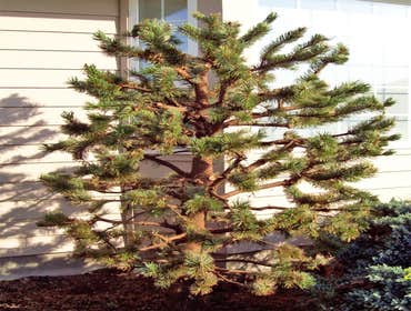 Photos by Artistic Treeworks #1