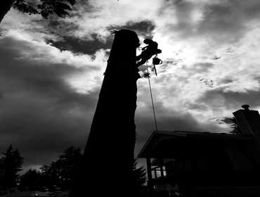 Photos by Elite Tree Care #1