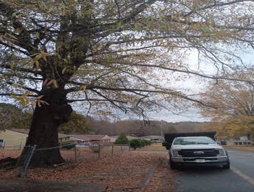 Flores Tree Services General & Landscaping