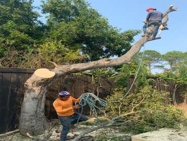 Photos by K-perez Tree Services #1