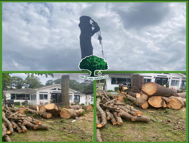 Photos by Carlos Tree Service LLC #20