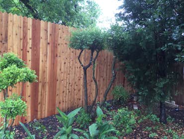 8' Cedar Fence with 10' steel poles