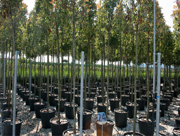 Photos by Tree World Landscaping #1