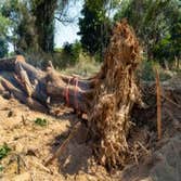 Colorado Springs Arborist