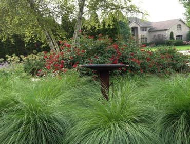 Fragrant ornamental grasses