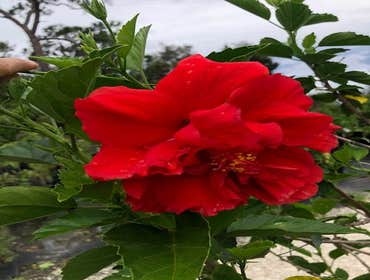 Photos by B&c Fruit Trees & Landscape LLC #1