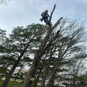 Photos by Contreras Tree Services #33