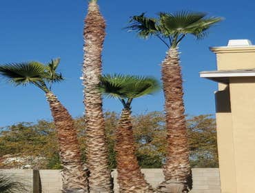 Photos by Master of Tree Care Services Inc #7