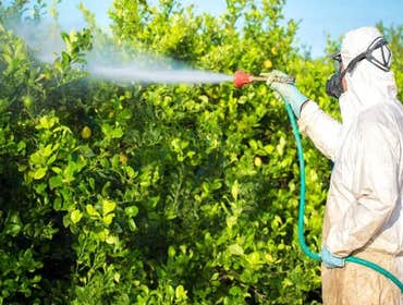 Photos by Pest Pro Exterminating #1