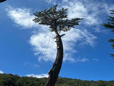 Photos by Jose Marin Tree Service #10