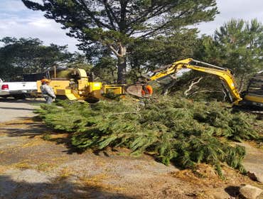 Photos by Rodriguez Tree Service #1