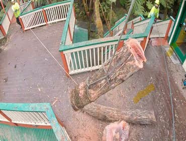 Photos by East Side TreEast Side Tree Servicese Services #1 Our services range from tree trimming and pruning to stump grinding, removals, crown reduct