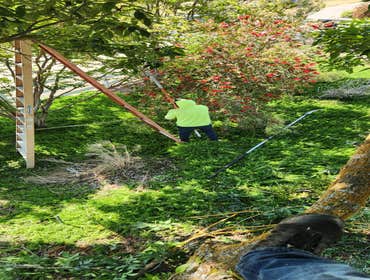 Photos by Pro M Tree Service #48