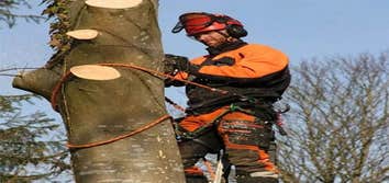 the Tree Company Mn