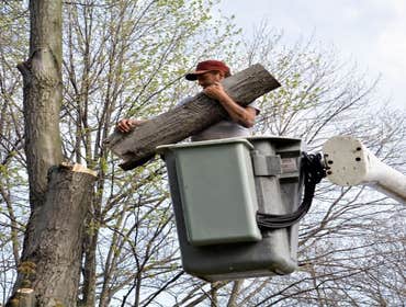 Photos by Full Tree Service Panama City #1