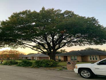 Photos by K-perez Tree Services #1