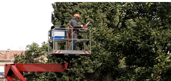 Tree Service Flagstaff
