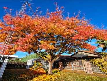 Photos by Discovery Tree Care, Inc #26