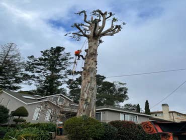 Photos by Moreno Tree Service #1