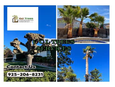Photos by Ccl Trees Services #1