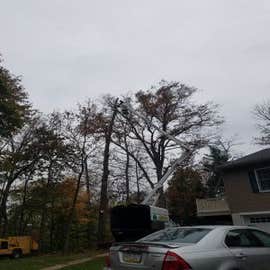 Photos by Amigos Lawn Care & Tree Services #6