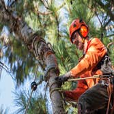 Above All Trees LLC