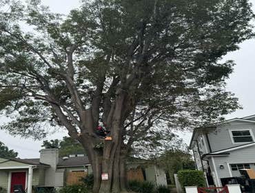 Photos by California Green Tree Care #1