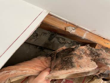 Mold damaged insulation