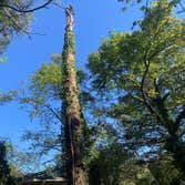 Photos by Kings Tree Service & Landscaping Co #4