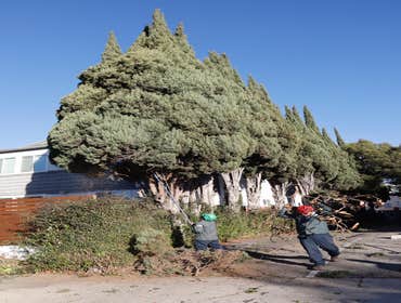 Photos by California Green Tree Care #1