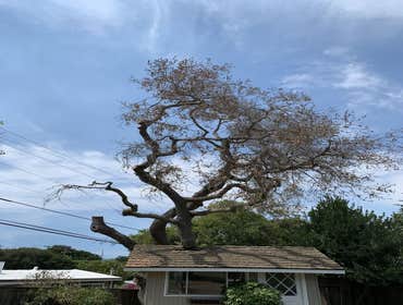 Photos by Encinal Tree Service Inc #1